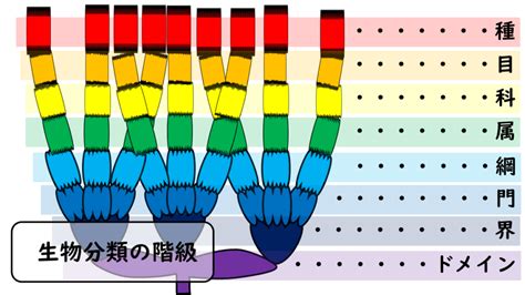 界門綱目科屬種口訣|生物分類の階級